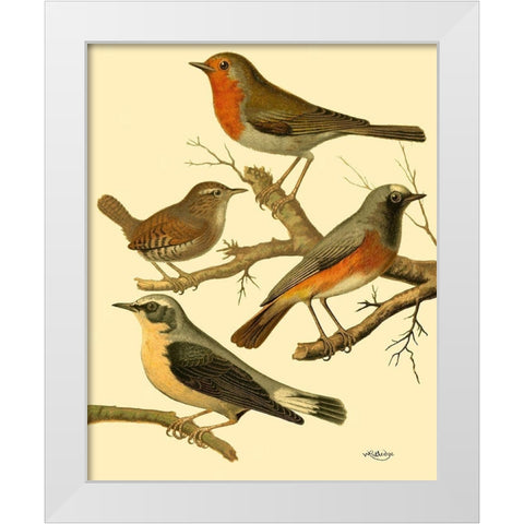 Domestic Bird Family III White Modern Wood Framed Art Print by Rutledge, W.