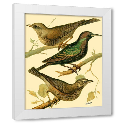 Domestic Bird Family IV White Modern Wood Framed Art Print by Rutledge, W.
