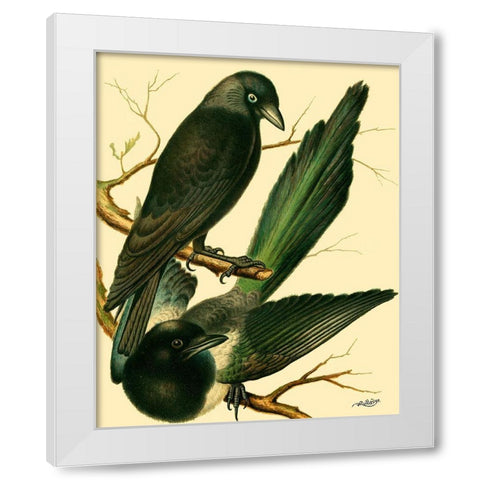 Domestic Bird Family V White Modern Wood Framed Art Print by Rutledge, W.