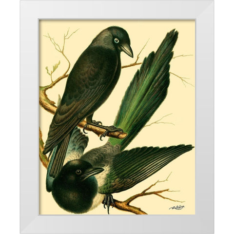 Domestic Bird Family V White Modern Wood Framed Art Print by Rutledge, W.
