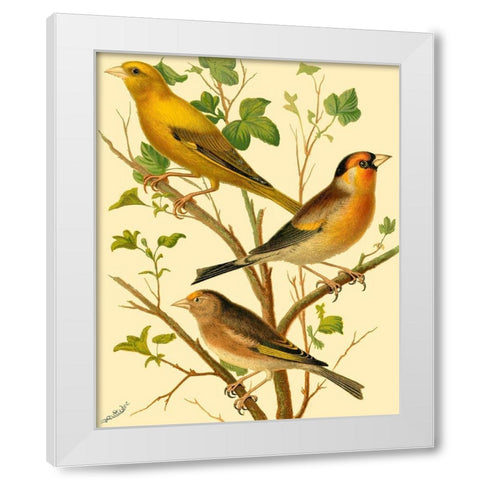 Domestic Bird Family VI White Modern Wood Framed Art Print by Rutledge, W.