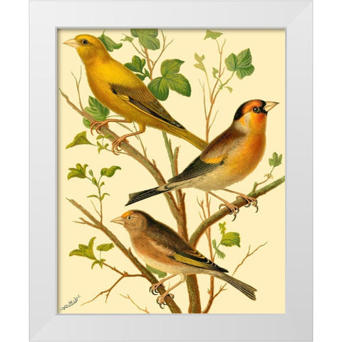 Domestic Bird Family VI White Modern Wood Framed Art Print by Rutledge, W.