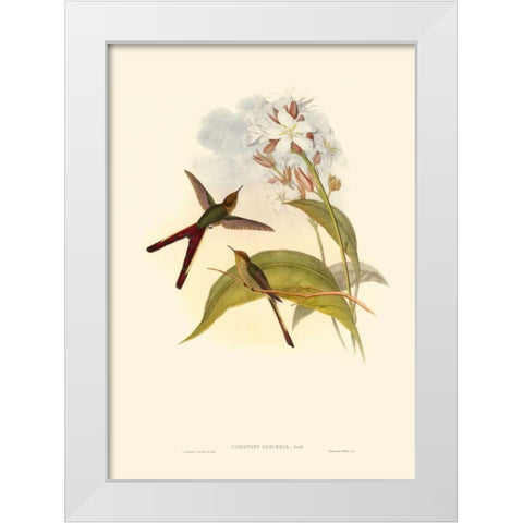 Small Gould Hummingbird III White Modern Wood Framed Art Print by Gould, John