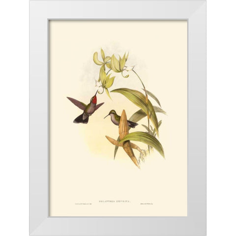 Small Gould Hummingbird IV White Modern Wood Framed Art Print by Gould, John
