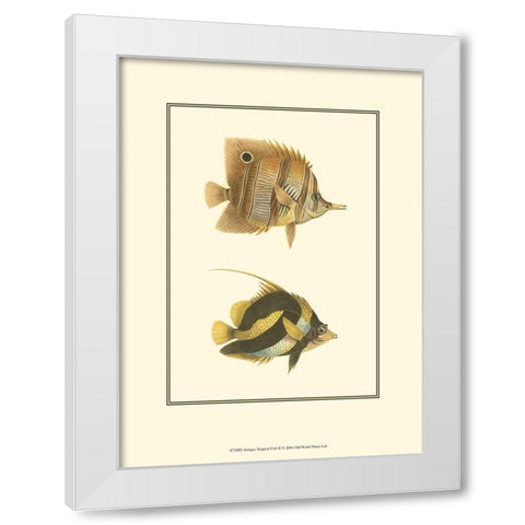 Antique Tropical Fish II White Modern Wood Framed Art Print by Vision Studio