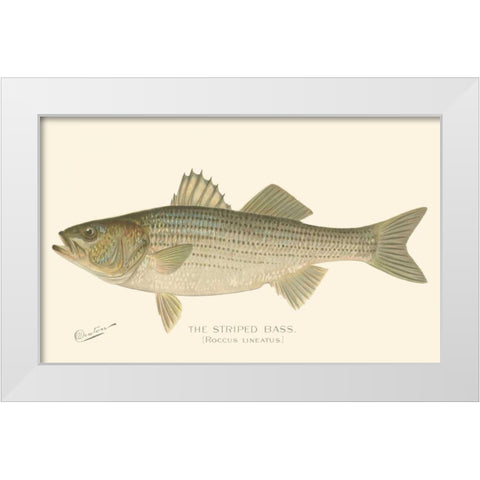 Striped Bass White Modern Wood Framed Art Print by Denton