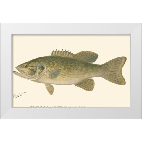 Small-mouthed Black Bass White Modern Wood Framed Art Print by Denton