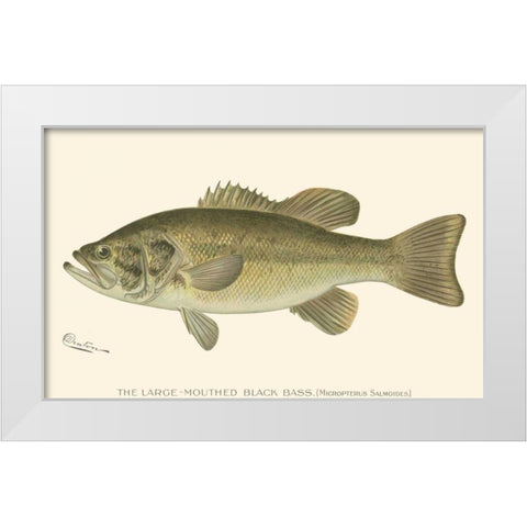 Large-mouthed Black Bass White Modern Wood Framed Art Print by Denton