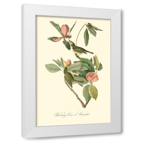 Audubons Vireo White Modern Wood Framed Art Print by Audubon, John James