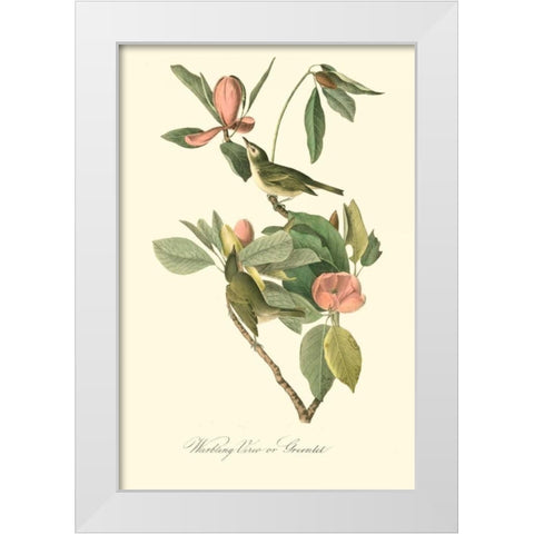 Audubons Vireo White Modern Wood Framed Art Print by Audubon, John James