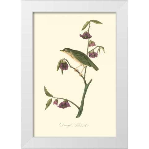 Audubons Thrush White Modern Wood Framed Art Print by Audubon, John James