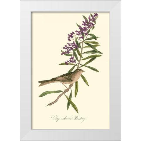 Audubons Bunting White Modern Wood Framed Art Print by Audubon, John James