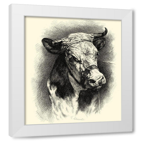 Antique Cattle I White Modern Wood Framed Art Print by Lehnert, F.