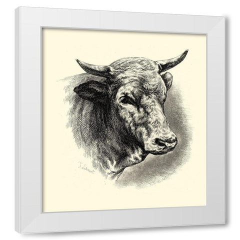 Antique Cattle II White Modern Wood Framed Art Print by Lehnert, F.
