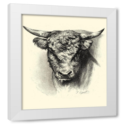 Antique Cattle III White Modern Wood Framed Art Print by Lehnert, F.