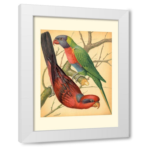 Cassells Parrots IV White Modern Wood Framed Art Print by Cassell
