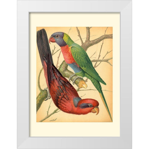 Cassells Parrots IV White Modern Wood Framed Art Print by Cassell