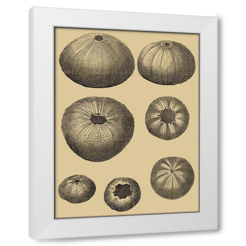 Shells on Khaki I White Modern Wood Framed Art Print by Diderot, Denis