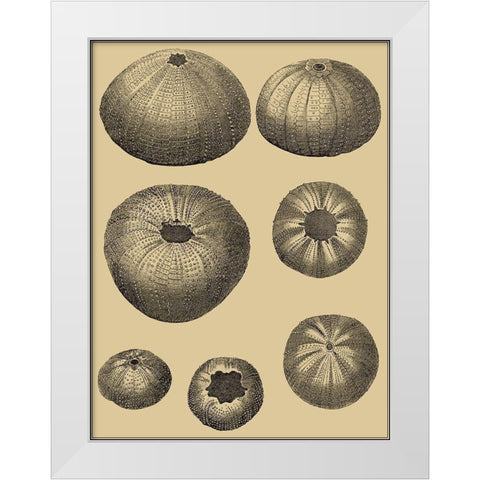 Shells on Khaki I White Modern Wood Framed Art Print by Diderot, Denis