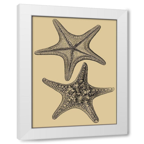 Shells on Khaki II White Modern Wood Framed Art Print by Diderot, Denis
