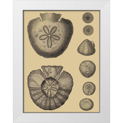 Shells on Khaki III White Modern Wood Framed Art Print by Diderot, Denis