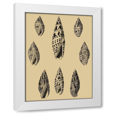 Shells on Khaki IV White Modern Wood Framed Art Print by Diderot, Denis