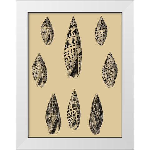 Shells on Khaki IV White Modern Wood Framed Art Print by Diderot, Denis