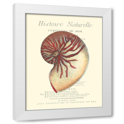 Coquilles De Mer I White Modern Wood Framed Art Print by Vision Studio