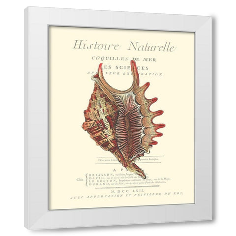 Coquilles De Mer III White Modern Wood Framed Art Print by Vision Studio