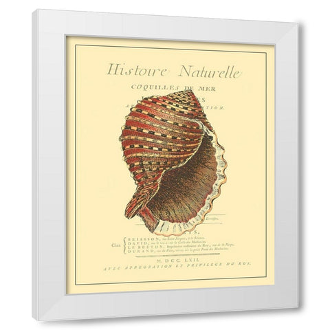 Coquilles De Mer IV White Modern Wood Framed Art Print by Vision Studio