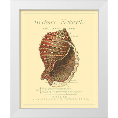 Coquilles De Mer IV White Modern Wood Framed Art Print by Vision Studio