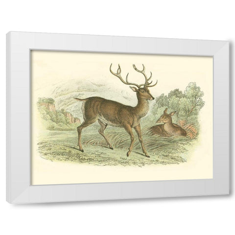 Petite Red Deer White Modern Wood Framed Art Print by Lizars, W.H.