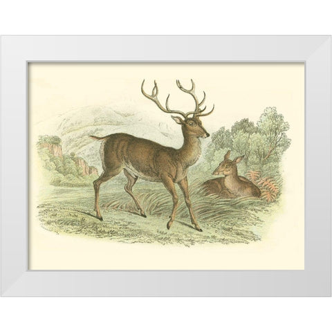 Petite Red Deer White Modern Wood Framed Art Print by Lizars, W.H.
