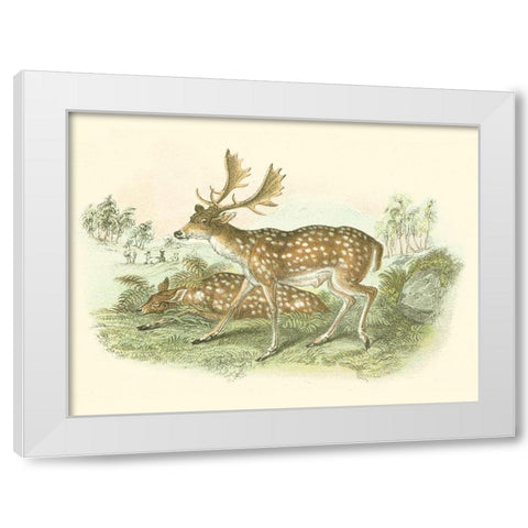 Petite Fallow Deer White Modern Wood Framed Art Print by Lizars, W.H.