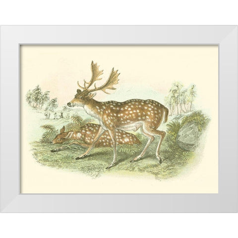 Petite Fallow Deer White Modern Wood Framed Art Print by Lizars, W.H.