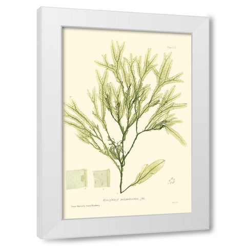 Bradbury Seaweed I  White Modern Wood Framed Art Print by Bradbury, Henry