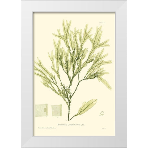 Bradbury Seaweed I  White Modern Wood Framed Art Print by Bradbury, Henry