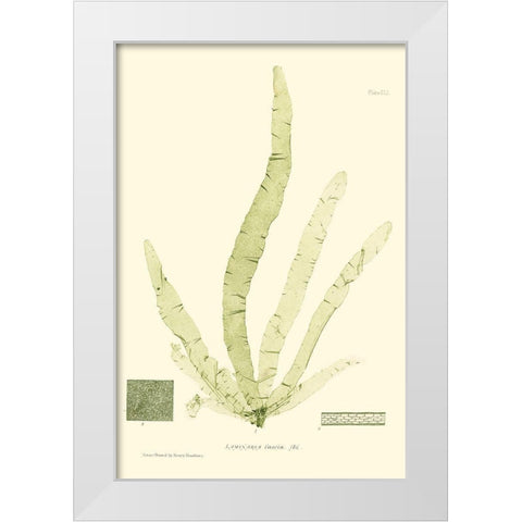 Bradbury Seaweed II  White Modern Wood Framed Art Print by Bradbury, Henry