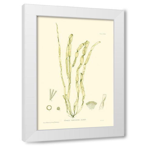 Bradbury Seaweed III  White Modern Wood Framed Art Print by Bradbury, Henry