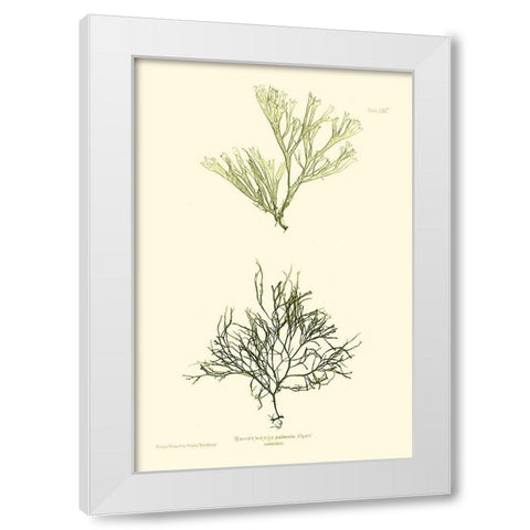 Bradbury Seaweed IV  White Modern Wood Framed Art Print by Bradbury, Henry