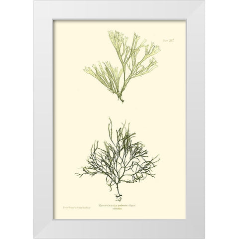 Bradbury Seaweed IV  White Modern Wood Framed Art Print by Bradbury, Henry