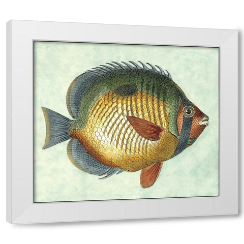 Small Butterfly Fish I White Modern Wood Framed Art Print by Vision Studio