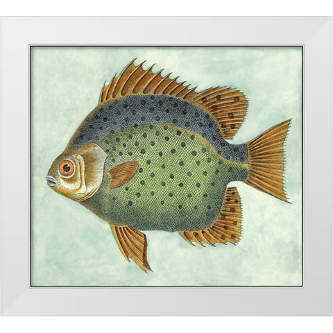 Small Butterfly Fish II White Modern Wood Framed Art Print by Vision Studio