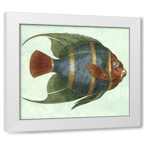 Small Angel Fish I White Modern Wood Framed Art Print by Vision Studio