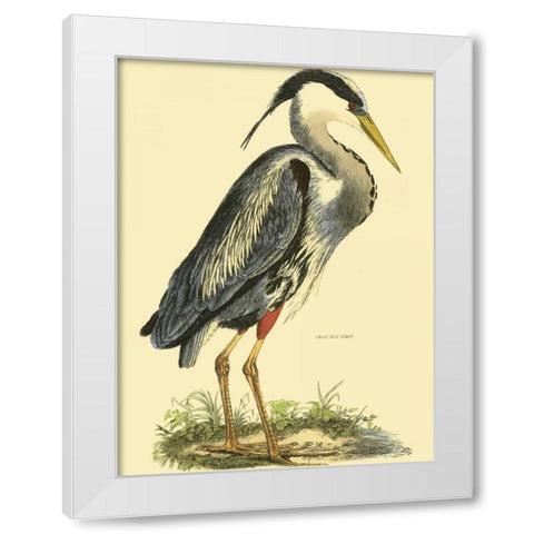 Small Great Blue Heron White Modern Wood Framed Art Print by Selby, John
