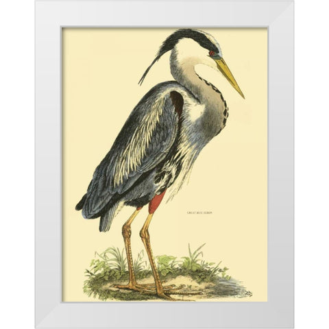 Small Great Blue Heron White Modern Wood Framed Art Print by Selby, John