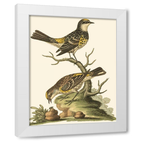 Petite Bird Study III White Modern Wood Framed Art Print by Edwards, George