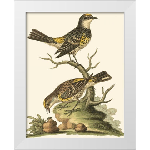 Petite Bird Study III White Modern Wood Framed Art Print by Edwards, George