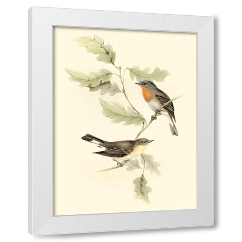 Goulds Red-breasted Fly-catcher White Modern Wood Framed Art Print by Gould, John