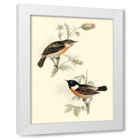 Goulds Stone-chat White Modern Wood Framed Art Print by Gould, John